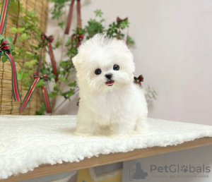 Photo №1. maltese dog - for sale in the city of Miami | 264$ | Announcement № 98168