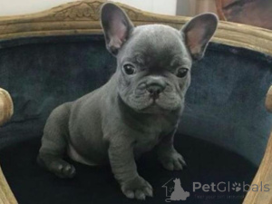 Photo №2 to announcement № 160002 for the sale of french bulldog - buy in Latvia private announcement