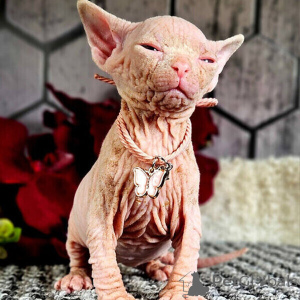 Photo №1. sphynx cat - for sale in the city of Jever | negotiated | Announcement № 169476