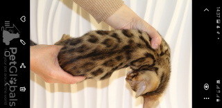 Photo №1. bengal cat - for sale in the city of Odessa | 350$ | Announcement № 10474