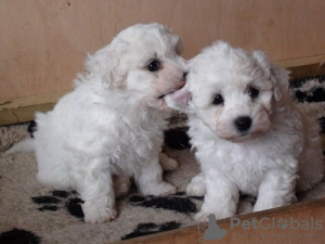 Photo №2 to announcement № 130440 for the sale of bichon frise - buy in Germany 