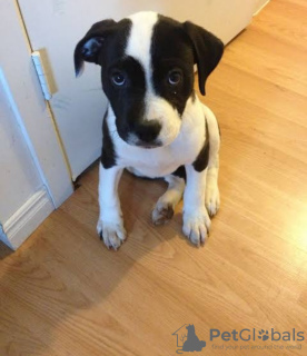 Photo №1. american bulldog - for sale in the city of Berlin | 1183$ | Announcement № 13603