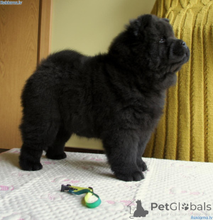 Photo №3. Chow Chow Puppies. Sweden