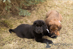 Additional photos: Puppies Khotosho (Buryat dog)