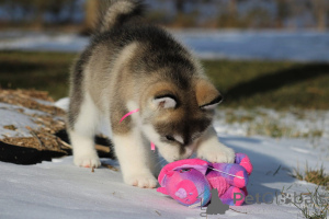 Photo №3. Beautiful AKC-registered Alaskan Malamute puppies. Slovenia