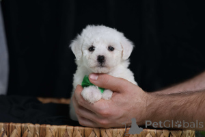 Photo №1. bichon frise - for sale in the city of Vienna | negotiated | Announcement № 156900