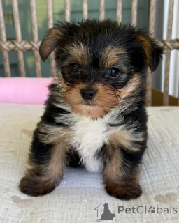 Photo №2 to announcement № 169346 for the sale of yorkshire terrier - buy in Czech Republic breeder