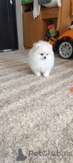 Photo №2 to announcement № 124453 for the sale of pomeranian - buy in Germany private announcement