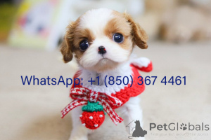 Photo №1. cavalier king charles spaniel - for sale in the city of Chicago | negotiated | Announcement № 153194