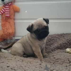 Photo №4. I will sell pug in the city of Geilenkirchen. private announcement - price - 392$