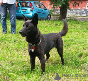 Photo №1. non-pedigree dogs - for sale in the city of Москва | Is free | Announcement № 110708