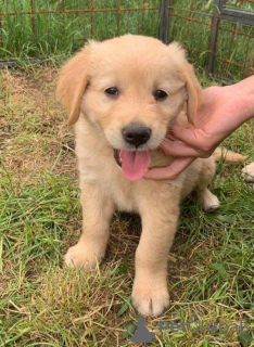 Photo №1. golden retriever - for sale in the city of Forbes Reef | 790$ | Announcement № 11032
