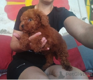 Photo №3. Red dwarf poodle, beautiful puppies. Serbia
