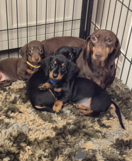 Photo №2 to announcement № 137196 for the sale of non-pedigree dogs - buy in Austria breeder