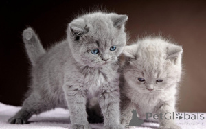Photo №1. british shorthair - for sale in the city of Münster-SarmSheim | 329$ | Announcement № 148545