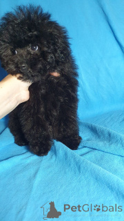 Photo №3. Toy poodle puppy for adoption. Germany