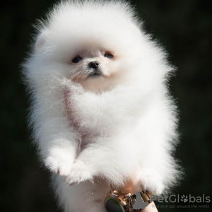 Photo №3. Pomeranian Spitz. Germany