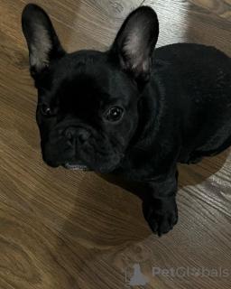 Photo №2 to announcement № 118283 for the sale of french bulldog - buy in Germany private announcement