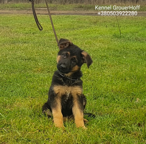 Photo №4. I will sell german shepherd in the city of Odessa. from nursery - price - 350$