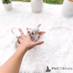 Photo №2 to announcement № 146228 for the sale of chihuahua - buy in Belarus private announcement, breeder