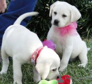 Photo №1. labrador retriever - for sale in the city of Madrid | negotiated | Announcement № 175870
