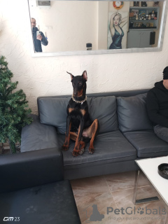 Photo №3. Orginal Doberman 6 month age. Turkey