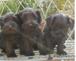 Additional photos: Miniature Schnauzer puppies with excellent pedigree