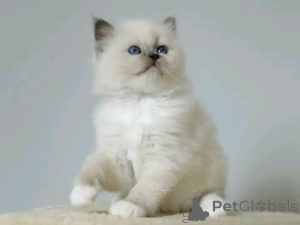 Photo №1. birman - for sale in the city of Schengen | Is free | Announcement № 176170