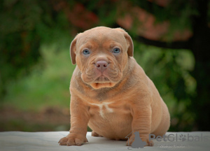 Photo №1. american bully - for sale in the city of Москва | 1041$ | Announcement № 76629