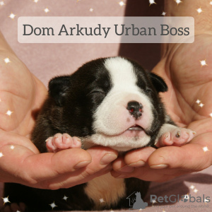 Photo №4. I will sell american bully in the city of Saratov. from nursery - price - 1080$