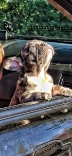 Photo №1. french bulldog - for sale in the city of Торонто | negotiated | Announcement № 13108