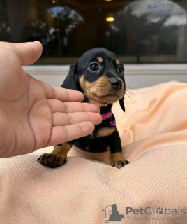 Photo №3. dachshund puppies Business WhatsApp 37256062792. Finland