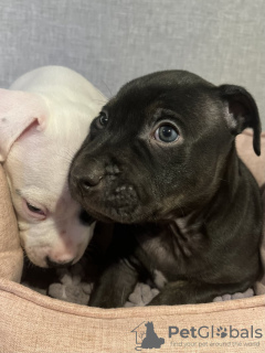 Photo №2 to announcement № 132089 for the sale of american staffordshire terrier - buy in Australia private announcement