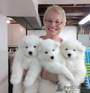 Photo №1. samoyed dog - for sale in the city of Ghent | 402$ | Announcement № 96201