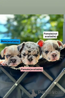 Photo №3. Franse Bulldog-pupswhatsapp me op 44 7453 907158. Belgium