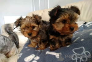 Photo №3. Yorkie Ready to Join Their New and Forever Home. United States