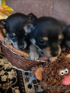 Photo №3. Selling Toy Terrier Puppies. Belarus