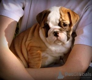 Photo №1. english bulldog - for sale in the city of Milwaukee | negotiated | Announcement № 63949