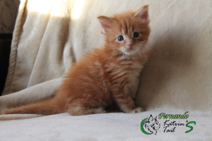 Photo №2 to announcement № 4186 for the sale of maine coon - buy in Russian Federation from nursery