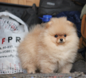 Photo №4. I will sell pomeranian in the city of Москва. breeder - price - 1775$