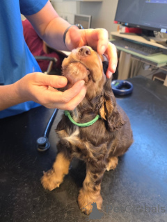 Photo №2 to announcement № 169105 for the sale of english cocker spaniel - buy in Finland private announcement