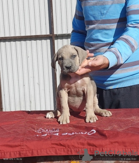 Photo №1. cane corso - for sale in the city of Belgrade | negotiated | Announcement № 120717