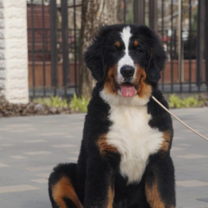 Photo №1. bernese mountain dog - for sale in the city of Bryansk | 636$ | Announcement № 6092