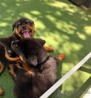 Photo №3. Gesunde Rottweilerwelpen zu verkaufen... Kontaktieren Sie mich per WhatsApp. Germany