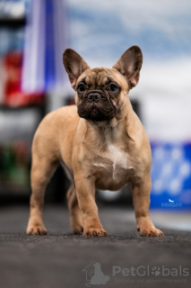 Photo №1. french bulldog - for sale in the city of Tolyatti | 500$ | Announcement № 129034