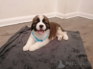 Photo №1. st. bernard - for sale in the city of Digernäs | 1239$ | Announcement № 168434