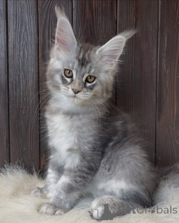 Photo №4. I will sell maine coon in the city of Seydispjordur. private announcement - price - negotiated