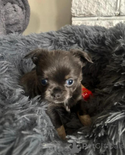 Photo №3. chihuhua puppies 3months old. Germany