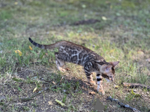 Photo №2 to announcement № 36694 for the sale of bengal cat - buy in United States private announcement, from nursery, breeder