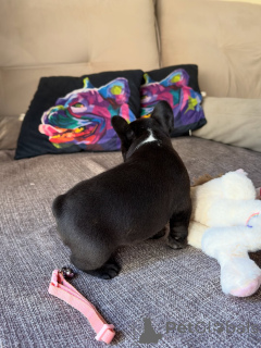 Photo №2 to announcement № 171272 for the sale of french bulldog - buy in Czech Republic breeder